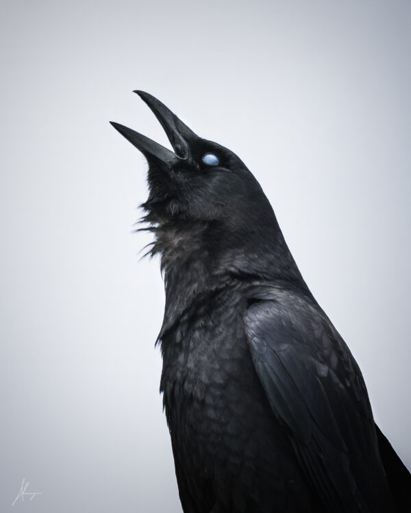 photo corbeau impression personnalisée