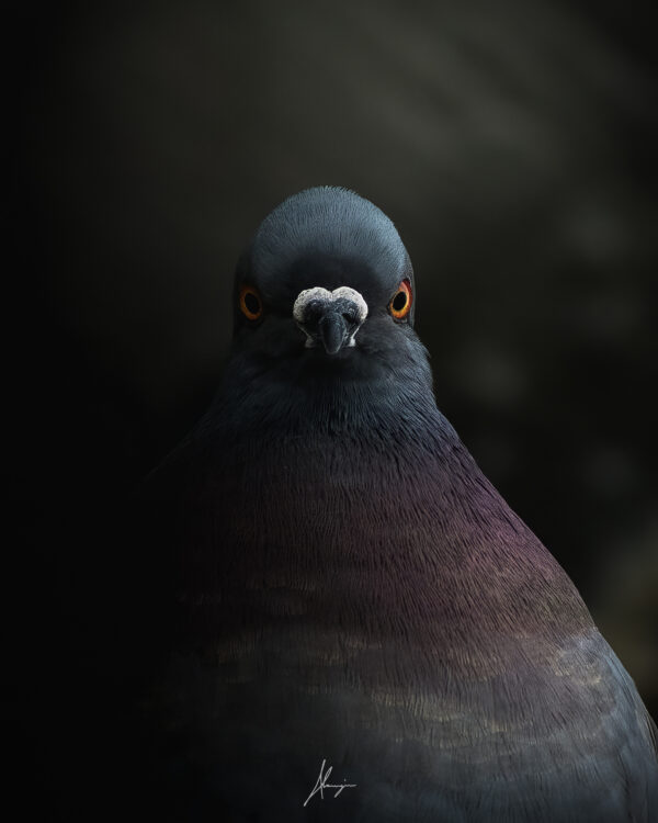 photo pigeon impression perso