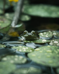 photo grenouille impression perso