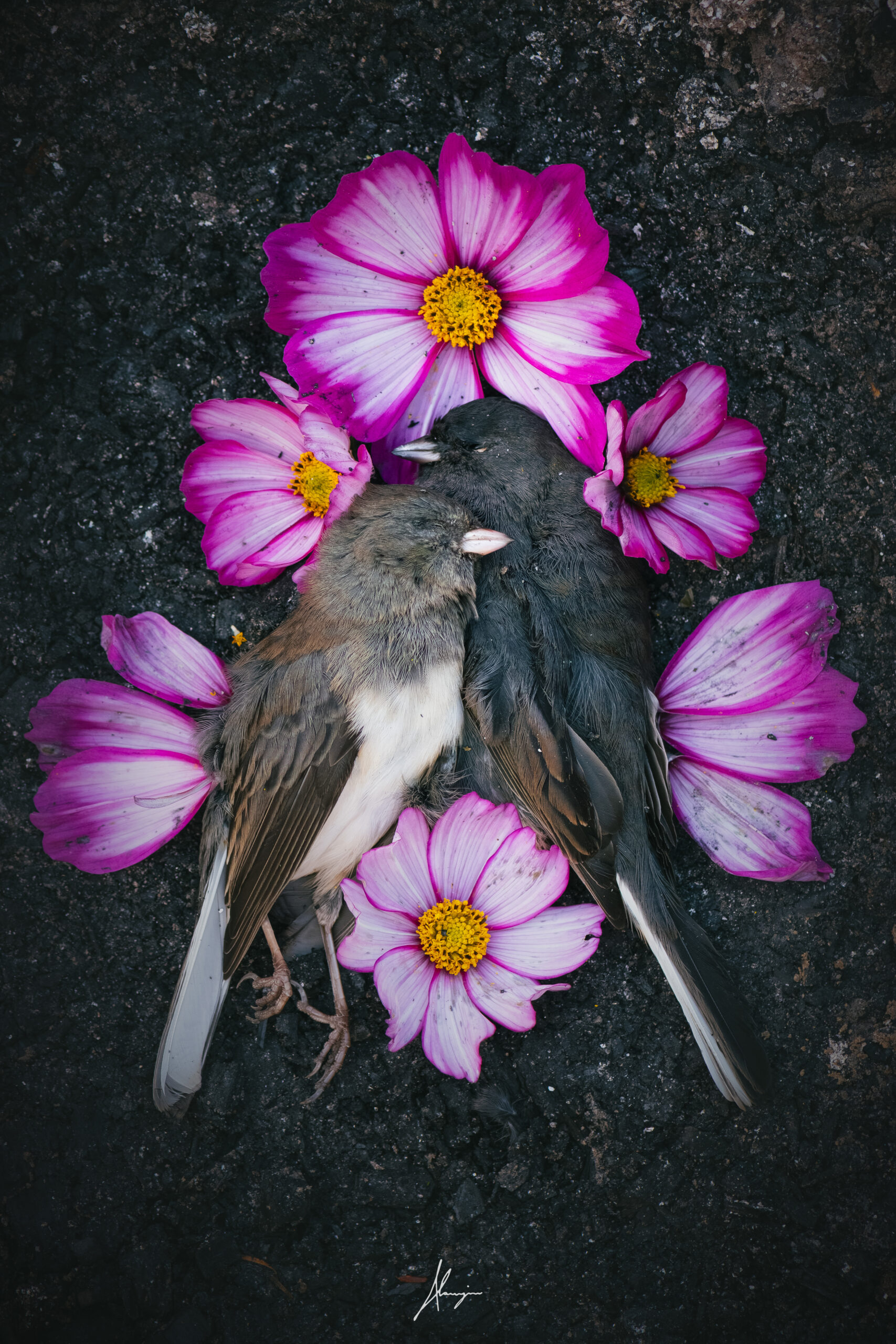 photo junco impression perso
